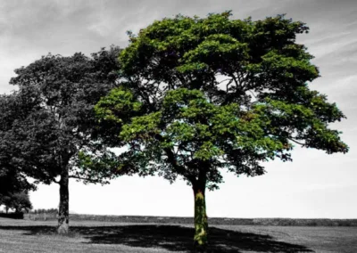 Definición de hoja de ruta ingredientes naturales -cluster d