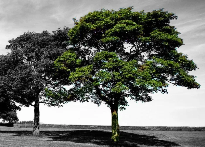 Definición de hoja de ruta ingredientes naturales -cluster d