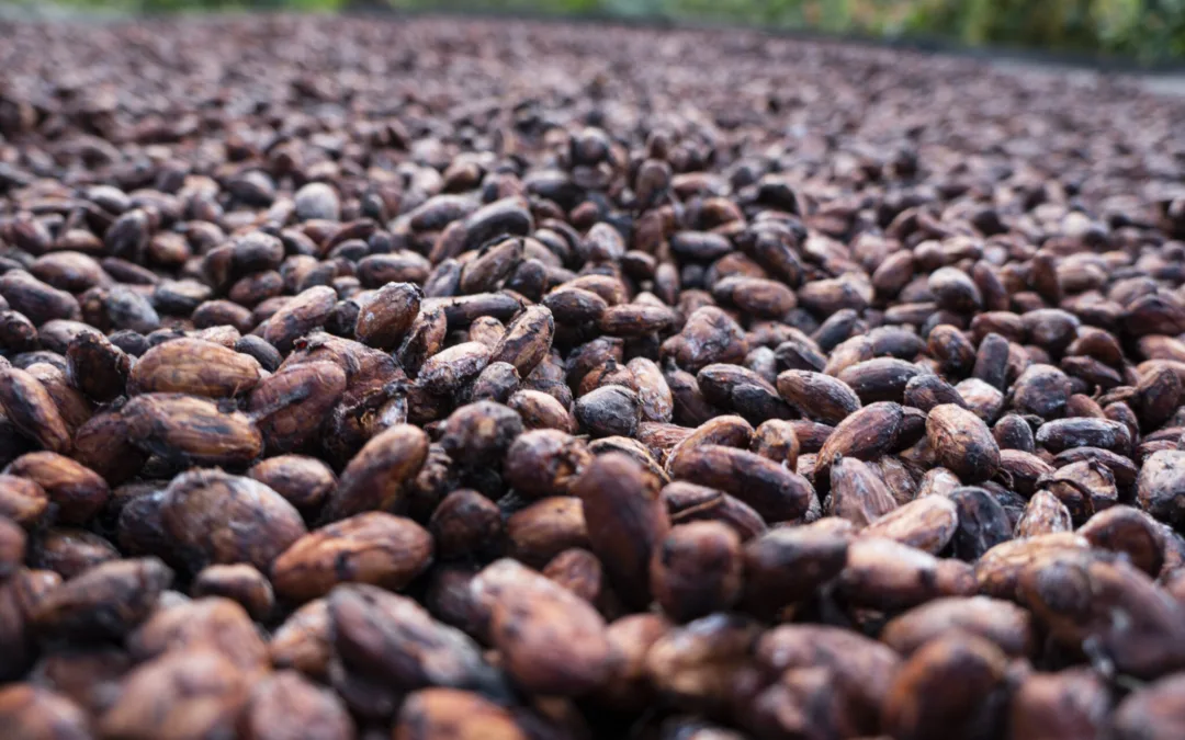 Cacao Especial, tan grande como el café