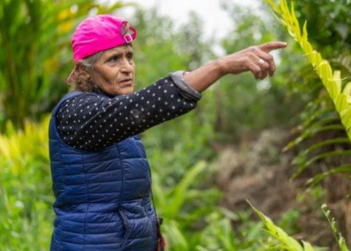 Análisis de las cadenas de valor de asaí, copoazú camucamu y corozo desde una perspectiva GEDSI