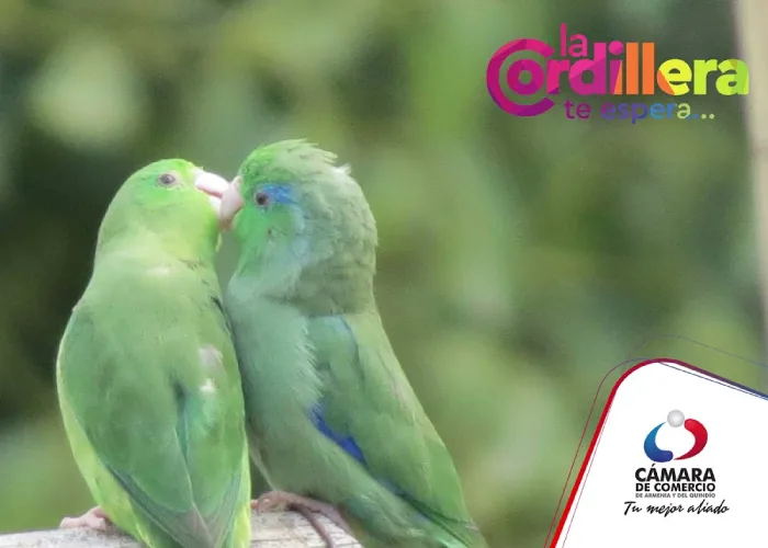 BICI PLAN 3 Cordoba Pijao – Turismo sostenible