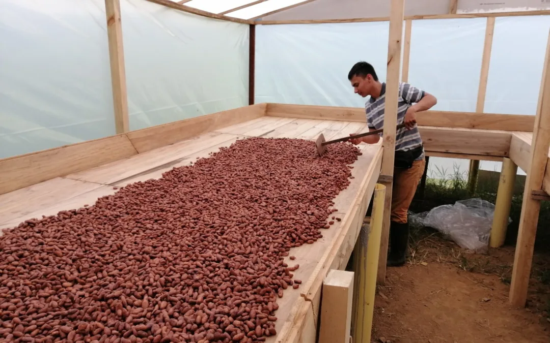 El salto tecnológico del cacao en el Tolima