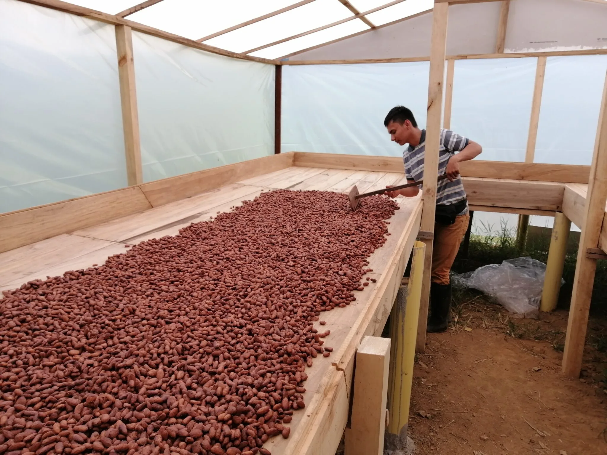 Proceso de fermentado_Cacao_Tolima 2020