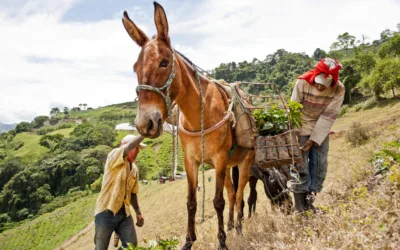 Inclusión financiera rural
