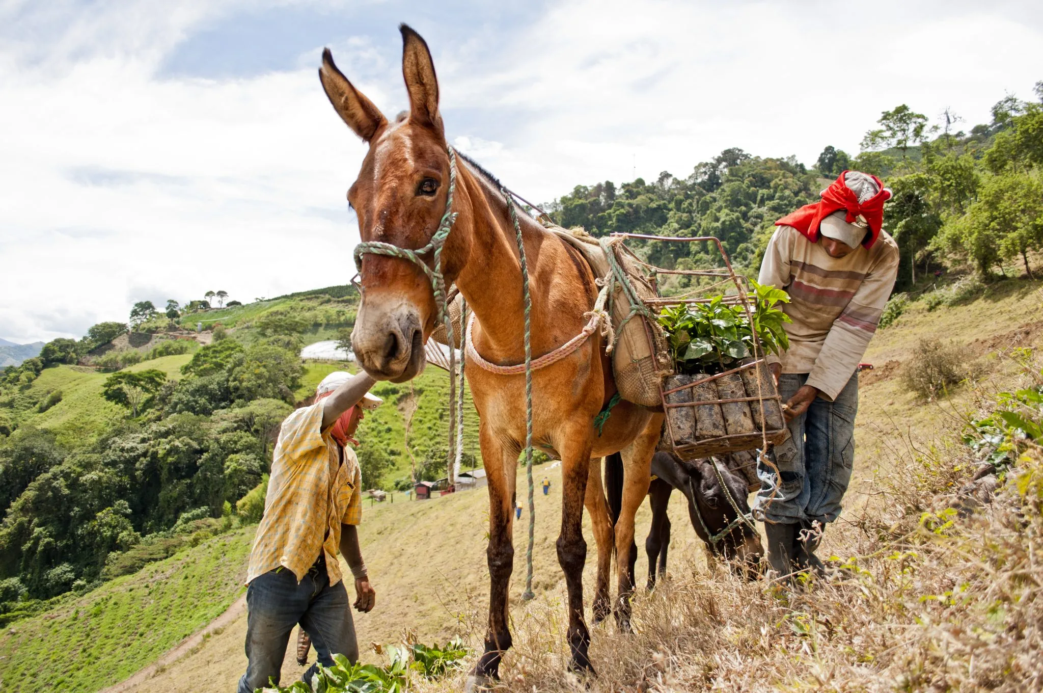 Caficultores-recolectando-plantas-de-cafe-scaled