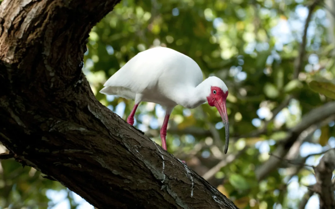 TURISMO DE NATURALEZA EN EL CASANARE SE FORTALECE CON EL APOYO DE LA EMBAJADA DE SUIZA EN COLOMBIA