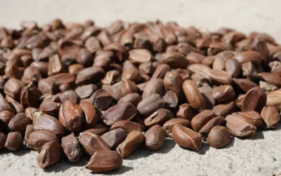 Por primera vez un ingrediente natural colombiano gana reconocimiento en el In-Cosmetics