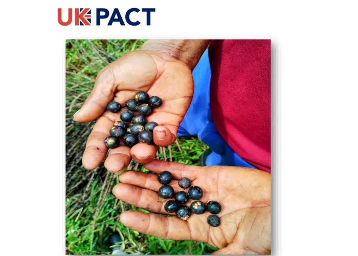 Diagnóstico de mercado, competencia y comportamiento del consumidor de los frutos del bosque y sus bioproductos