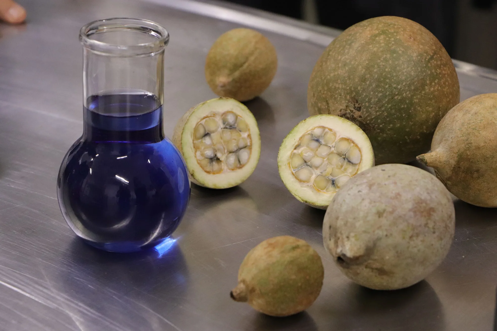 Fruto-del-arbol-de-la-Jagua-con-la-muestra-del-colorante-natural.-(2)