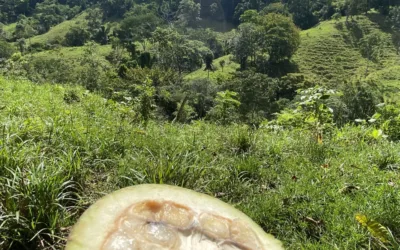 Primer colorante azul natural