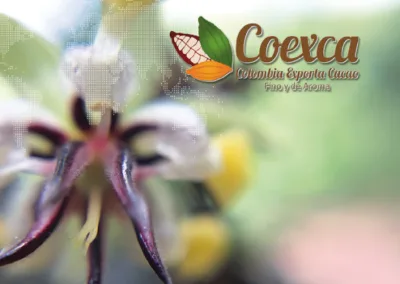 Nuevos caminos para los cacaos especiales de Colombia