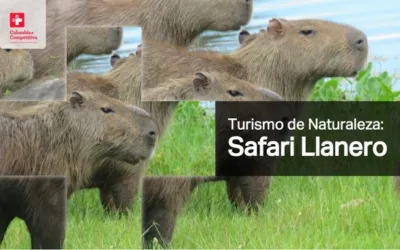 Lanzamiento Safari Llanero