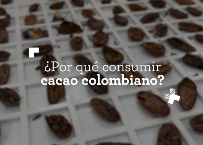 ¿Por qué consumir cacao colombiano?