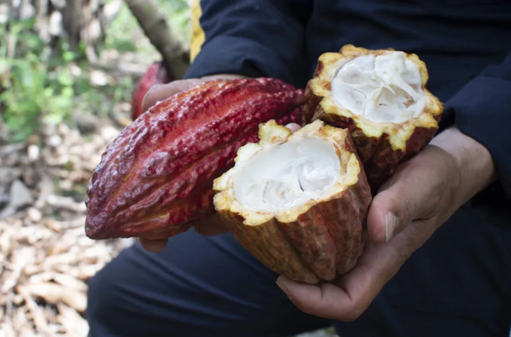 Bionanotecnología: la solución a los obstáculos del cacao colombiano en los mercados internacionales