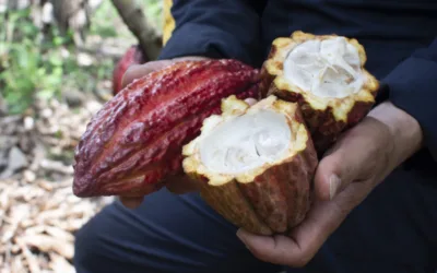 Bionanotecnología: la solución a los obstáculos del cacao colombiano en los mercados internacionales