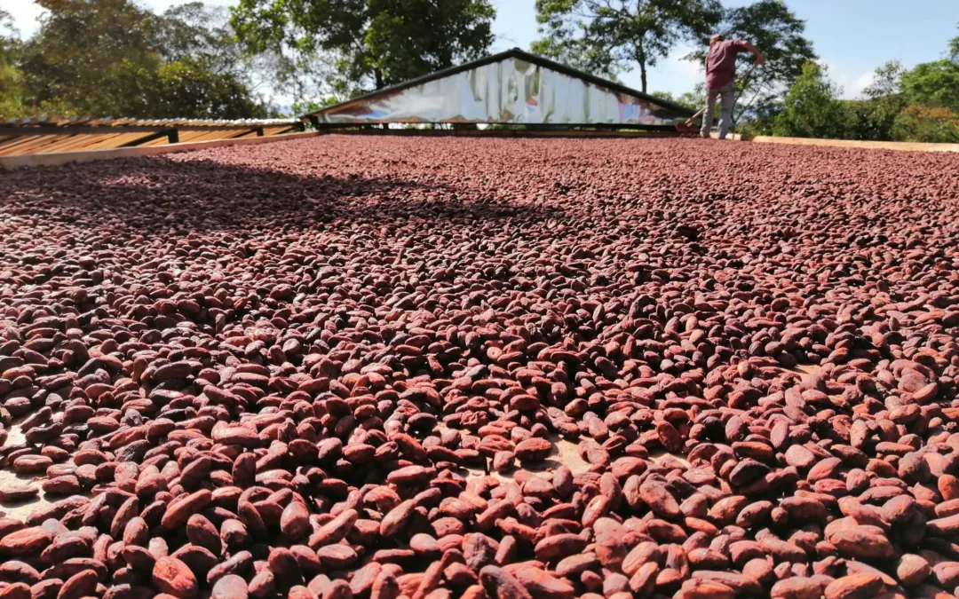 Potenciando el cacao colombiano con inclusión y sostenibilidad