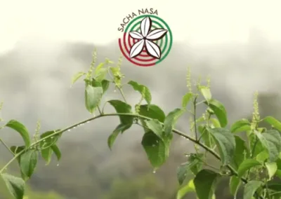 Sacha Nasa – Ingredientes naturales