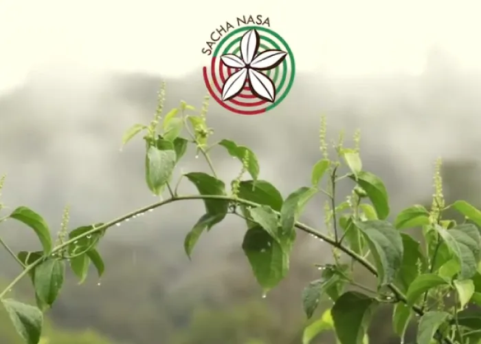 Sacha Nasa – Ingredientes naturales