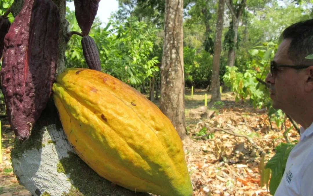 Desde Arauca para el resto del mundo: Cacao de exportación