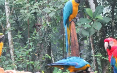 De Putumayo para el mundo