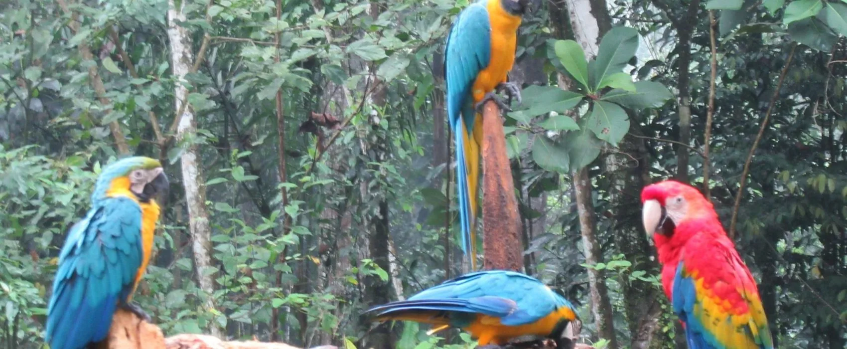 csm_putumayo_4_d9d1177a1a-1700×700