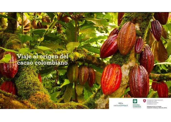 Misión Cacao: Viaje al origen del cacao colombiano