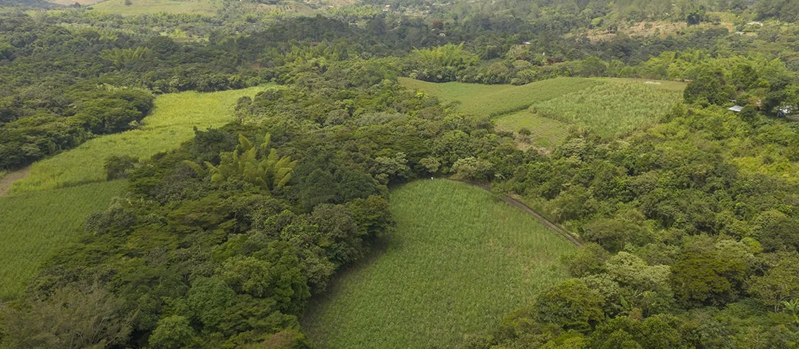Vista aérea de cultivos de policultivo, Mesa Baja, Quindío