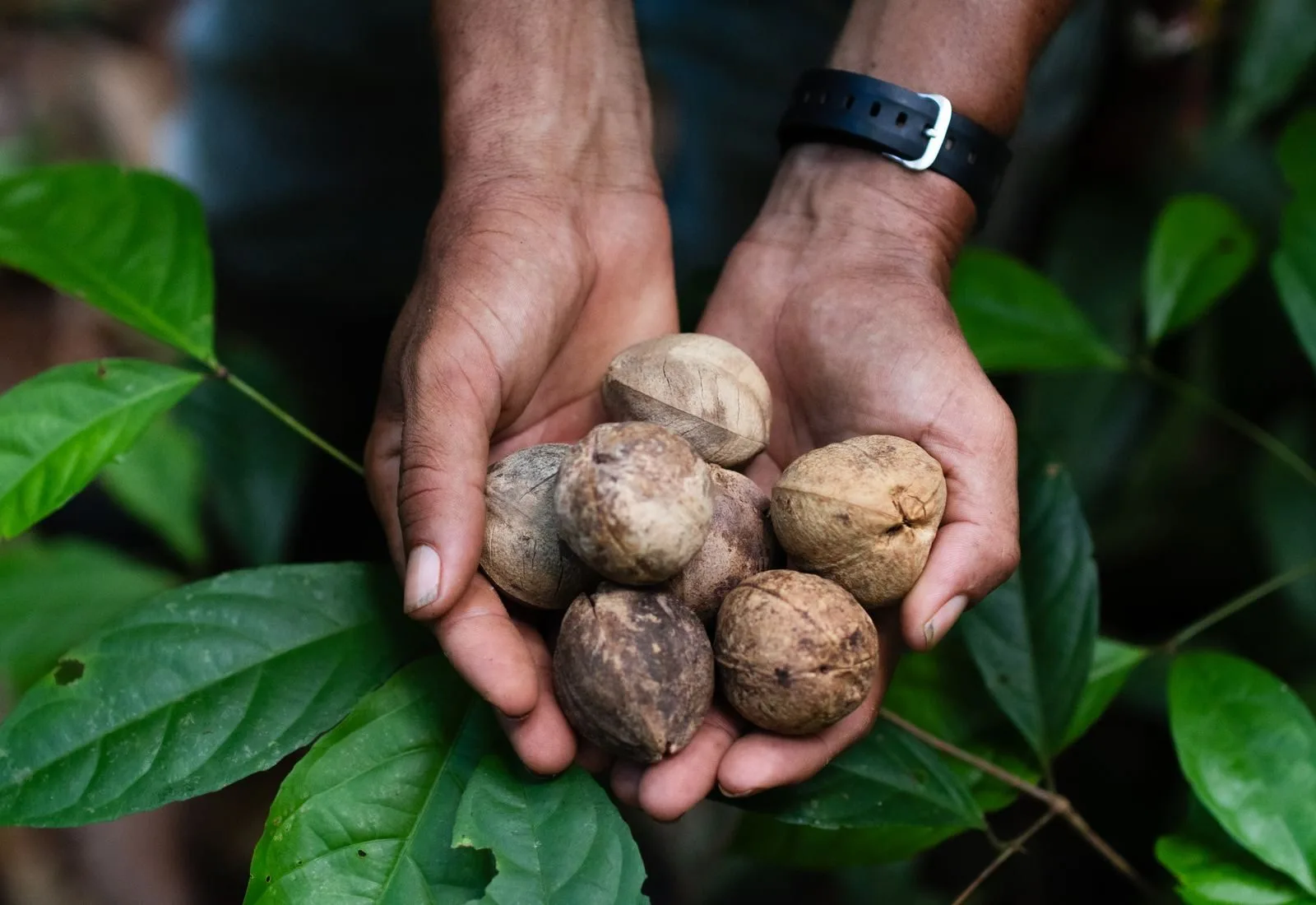 Manos de un productor con frutos de cacay, Caryo